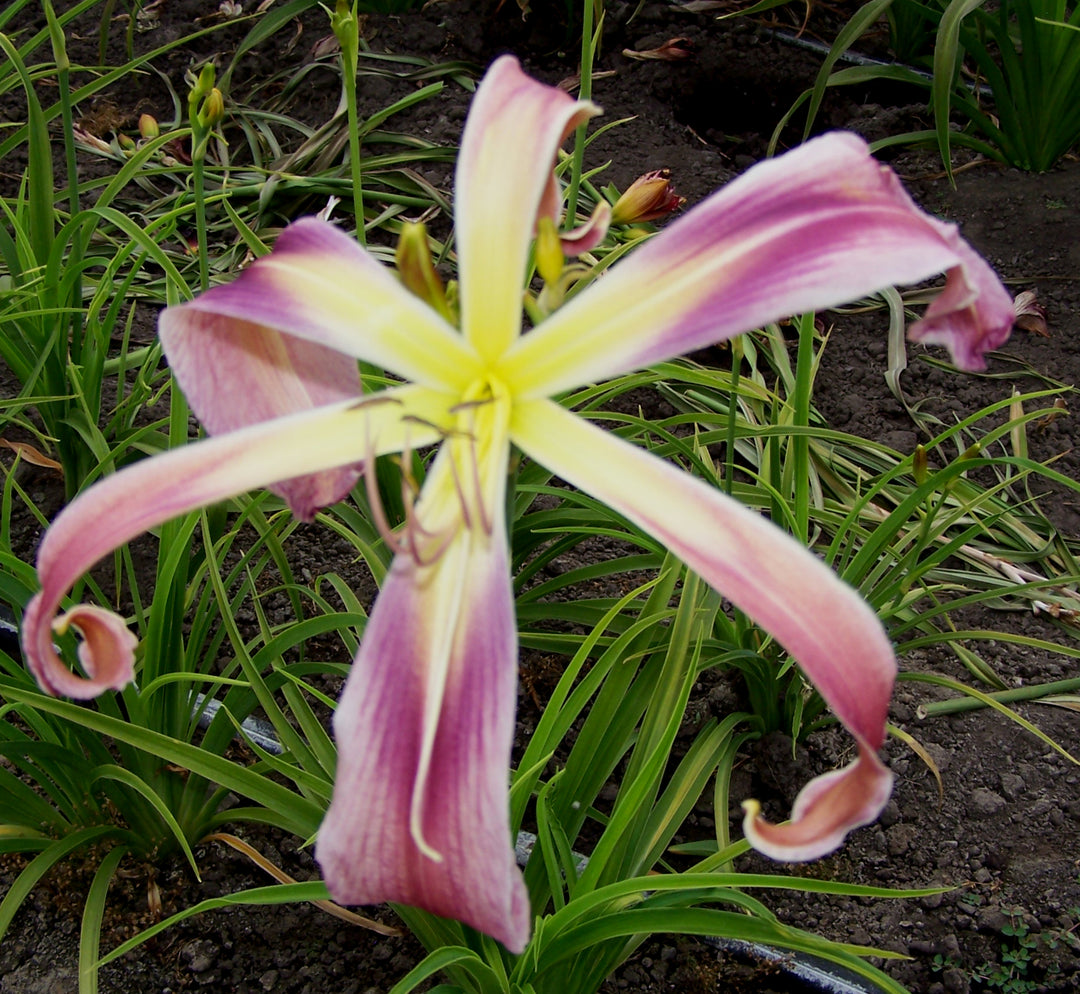 Giant Teratorn | Spring Daylily Catalog – Schreiner's Gardens