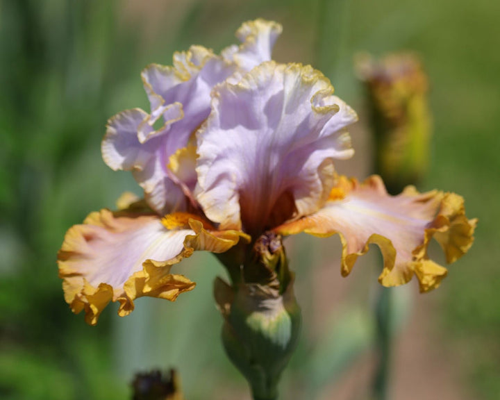 Gilt By Association – Schreiner's Gardens