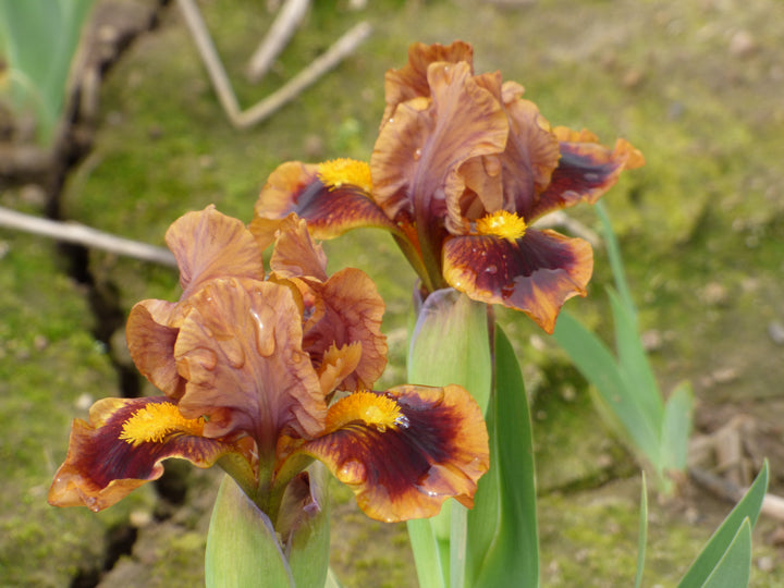 Gingerbread Trim | Dwarf Bearded Iris – Schreiner's Gardens