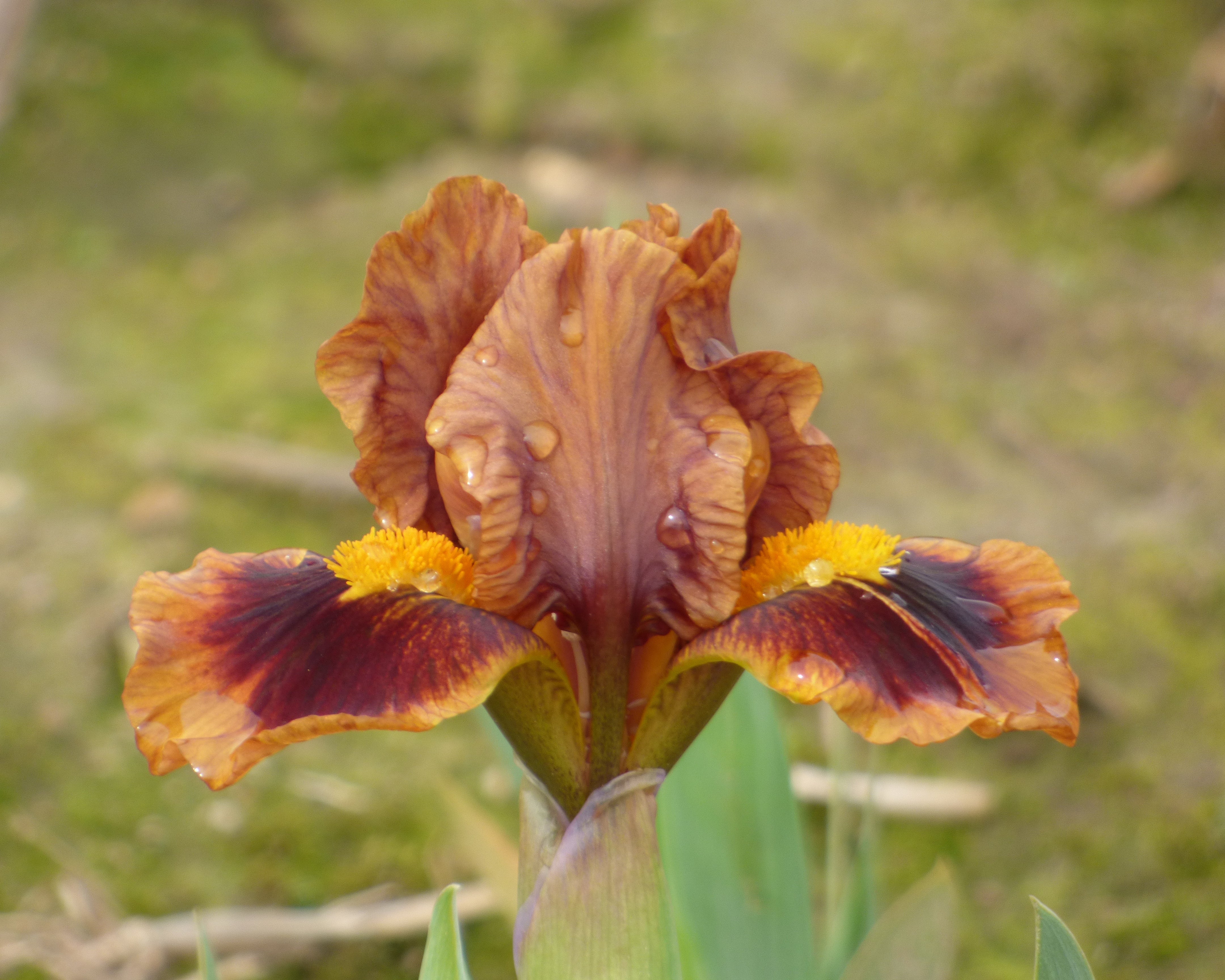 Gingerbread Trim | Dwarf Bearded Iris – Schreiner's Gardens