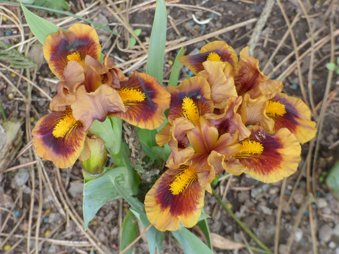 Gingerbread Trim | Dwarf Bearded Iris – Schreiner's Gardens