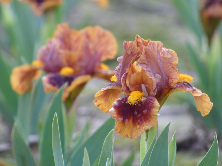 もみじ 700×28 AGD-B Gingerbread Trim | Dwarf Bearded Iris – Schreiner's Gardens