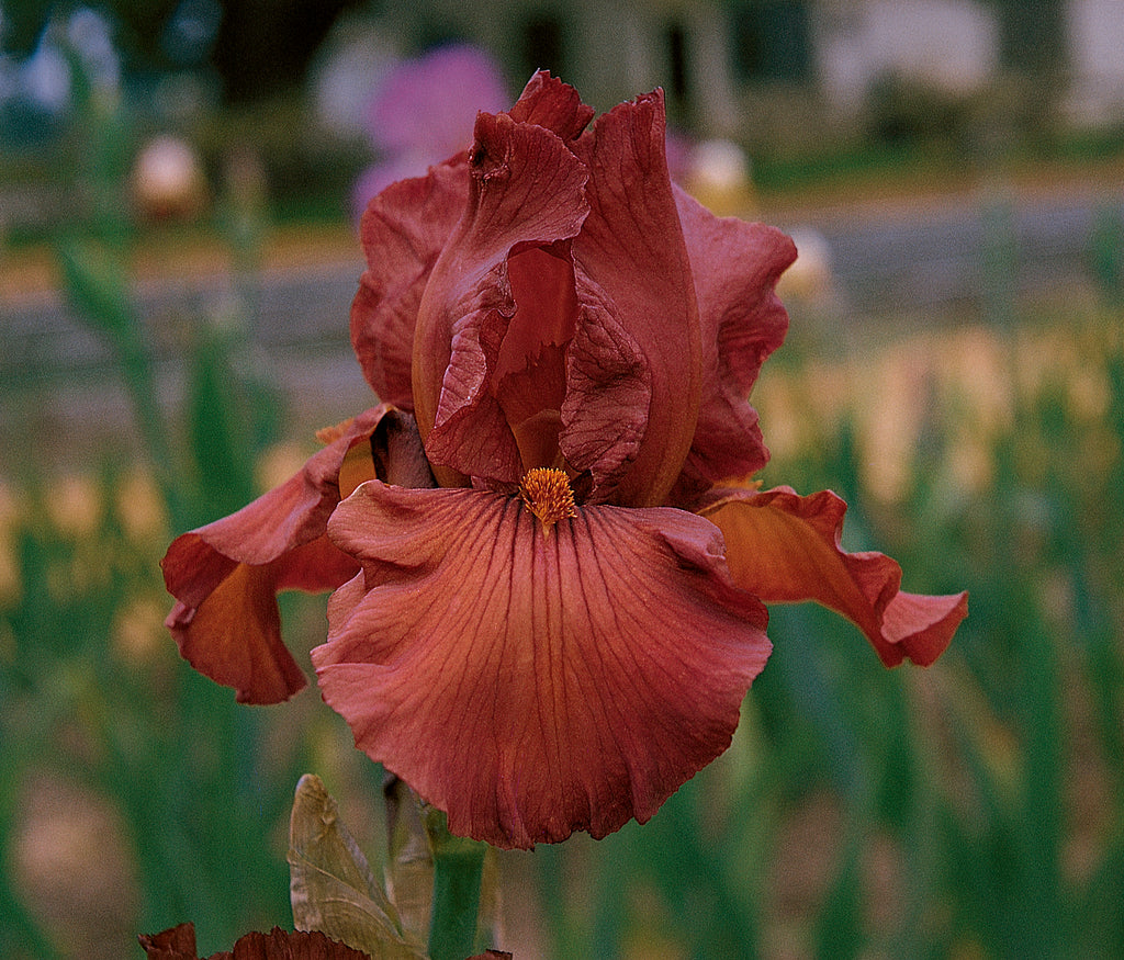 Gingersnap | Tall Bearded Iris – Schreiner's Gardens