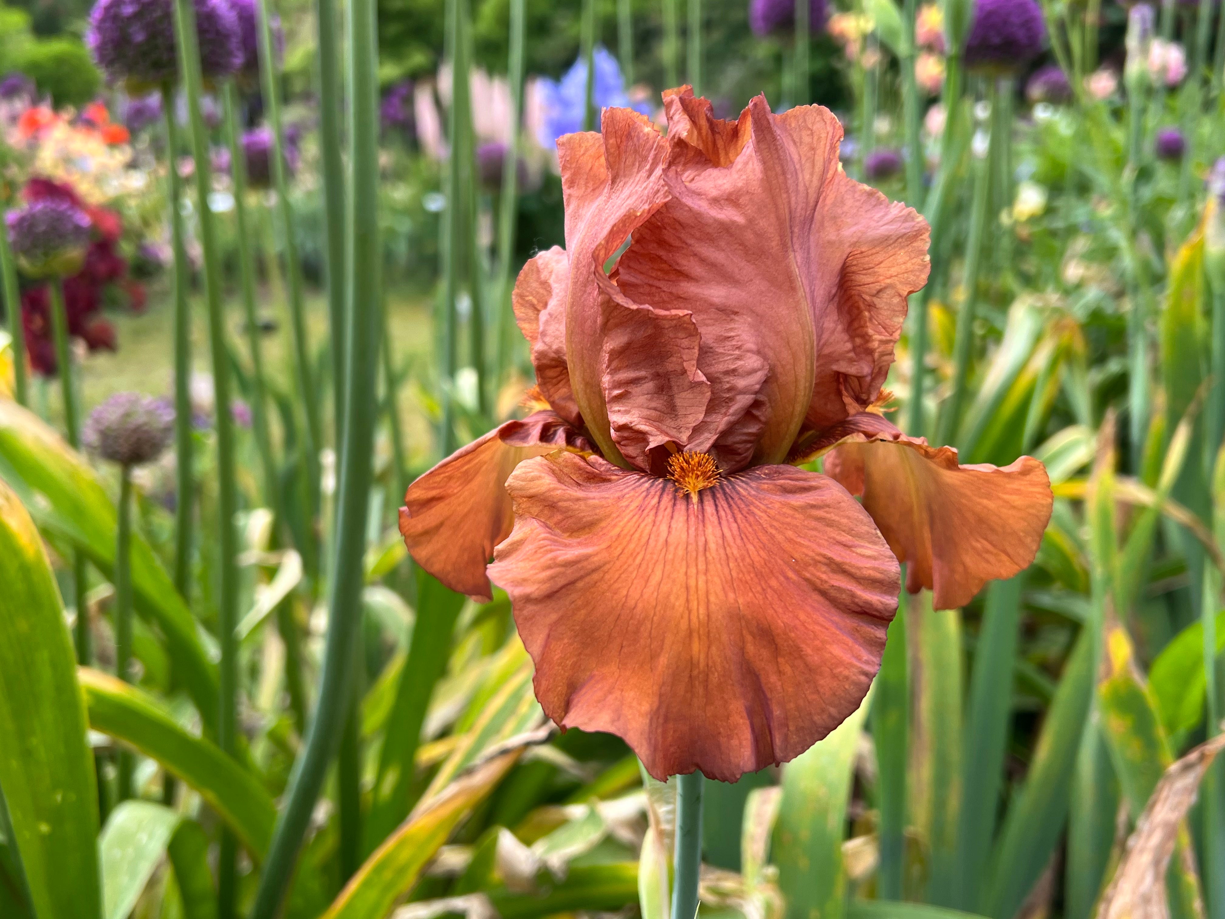 Gingersnap | Tall Bearded Iris – Schreiner's Gardens