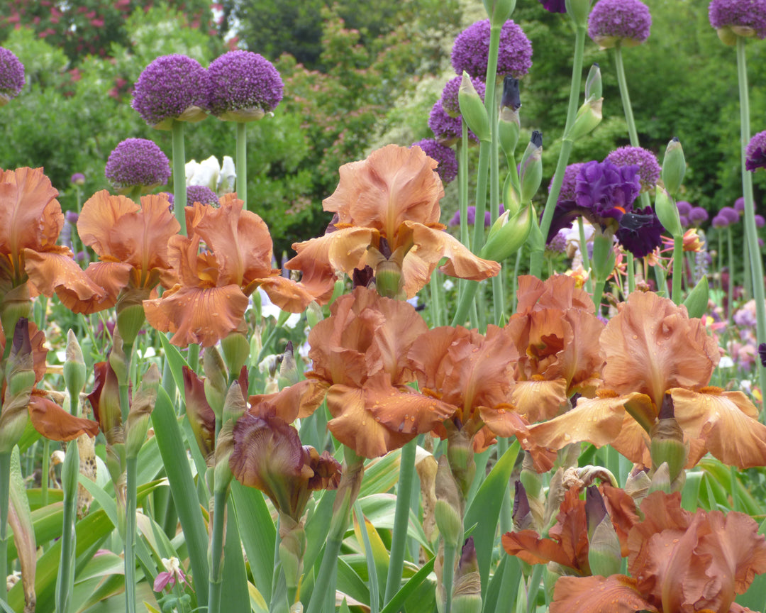 Gingersnap | Tall Bearded Iris – Schreiner's Gardens