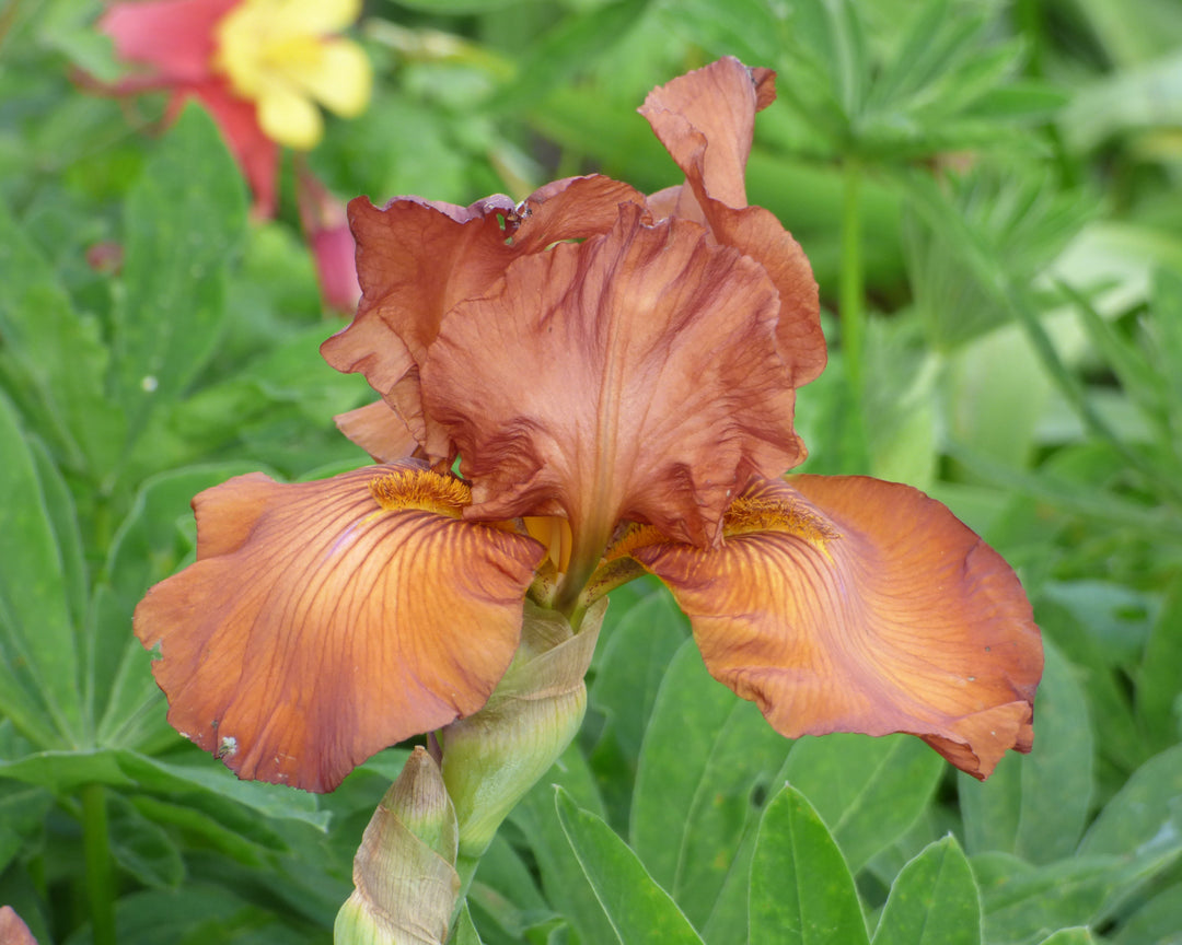 Gingersnap | Tall Bearded Iris – Schreiner's Gardens