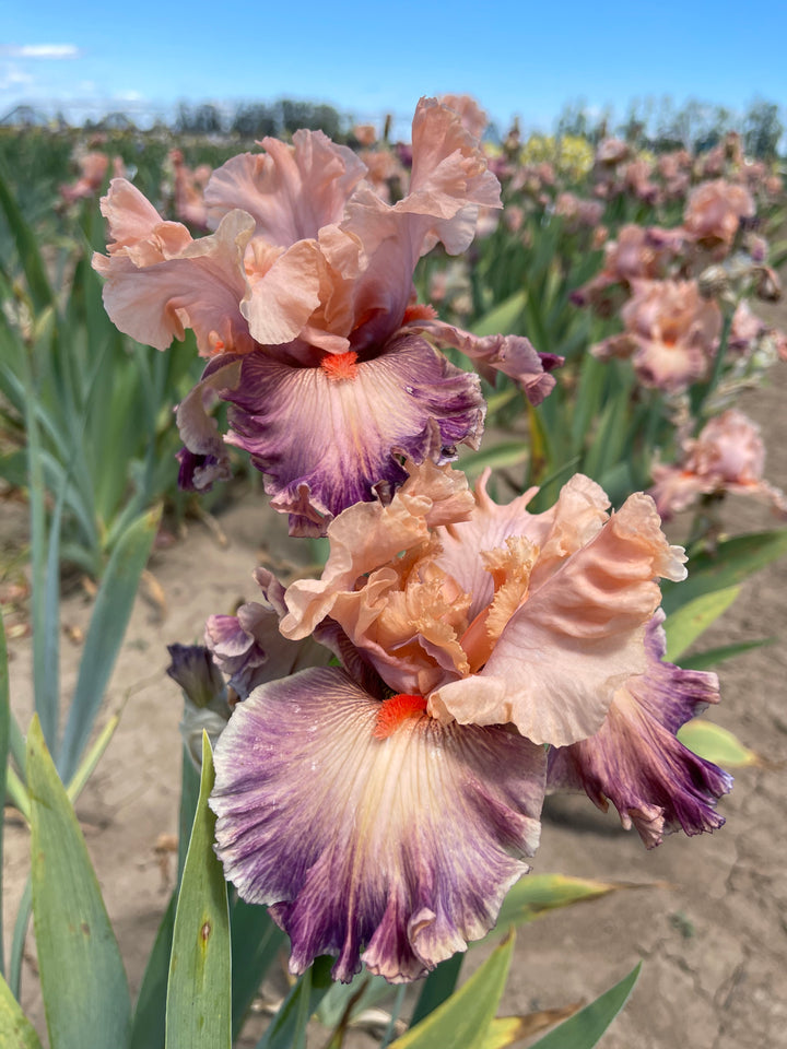 Girls Got Rhythm – Schreiner's Gardens