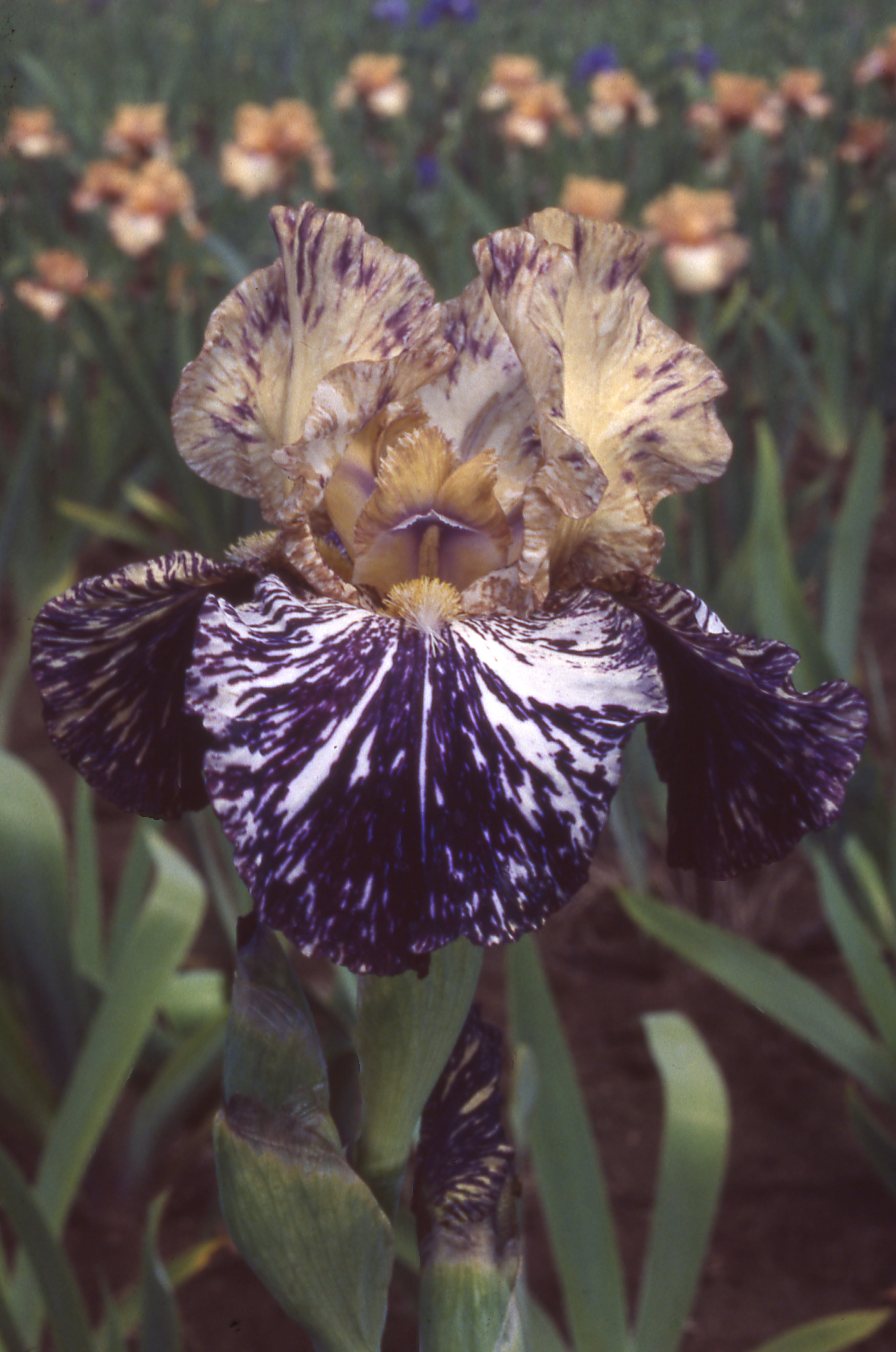 Gnus Flash | Tall Bearded Iris – Schreiner's Gardens