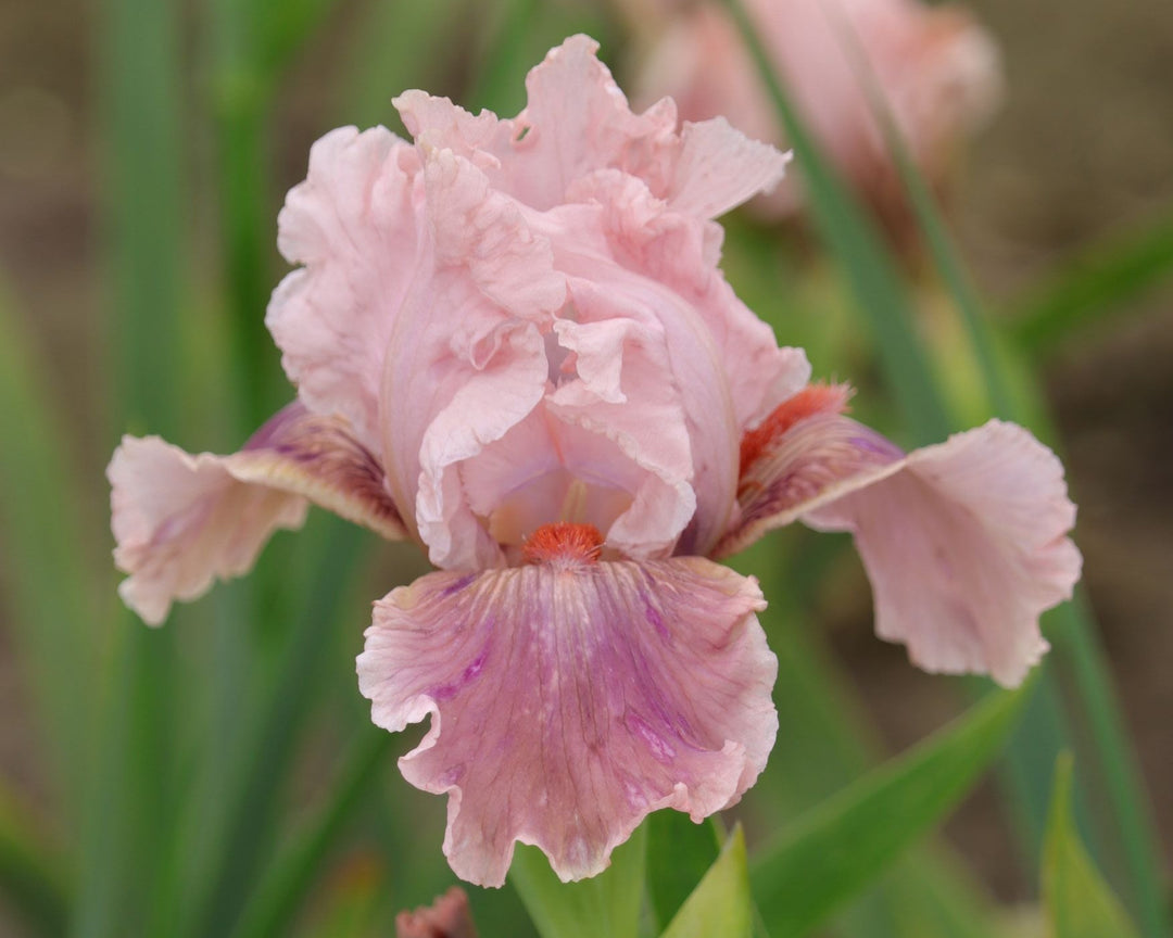 Go Chloe | Intermediate Bearded Iris – Schreiner's Gardens