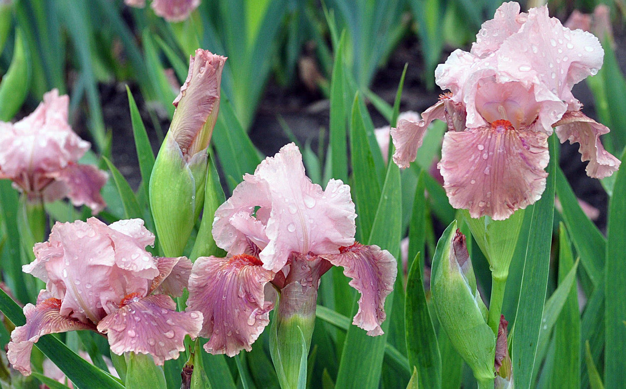 Go Chloe | Intermediate Bearded Iris – Schreiner's Gardens