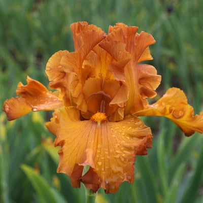 Orange Iris Bouquet