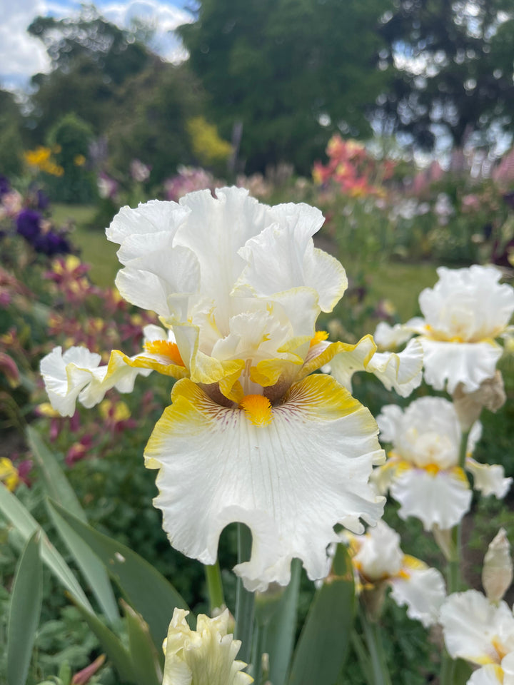 アイカツフレンズ ホワイトピトレスク Goldkist | Tall Bearded Iris – Schreiner's Gardens