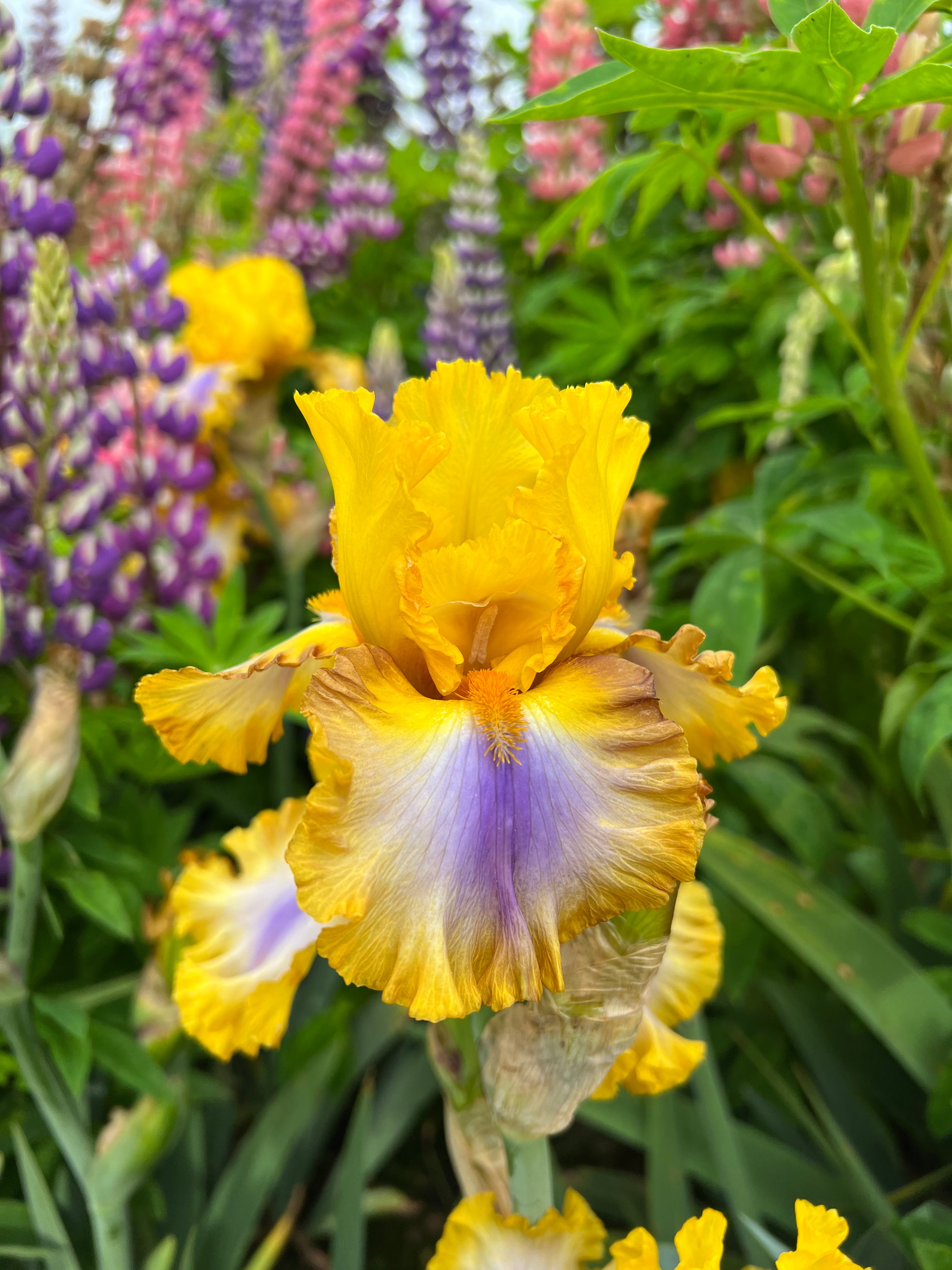 Good Morning Sunshine | Tall Bearded Iris – Schreiner's Gardens