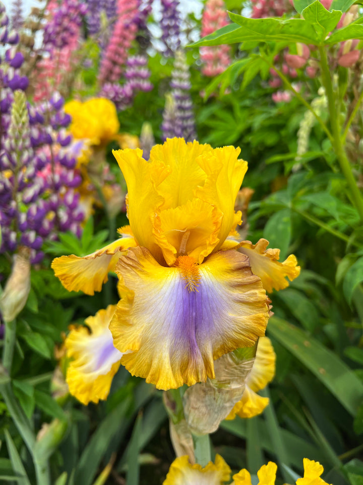 Good Morning Sunshine | Tall Bearded Iris – Schreiner's Gardens