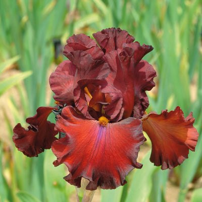 Red Iris Bouqet