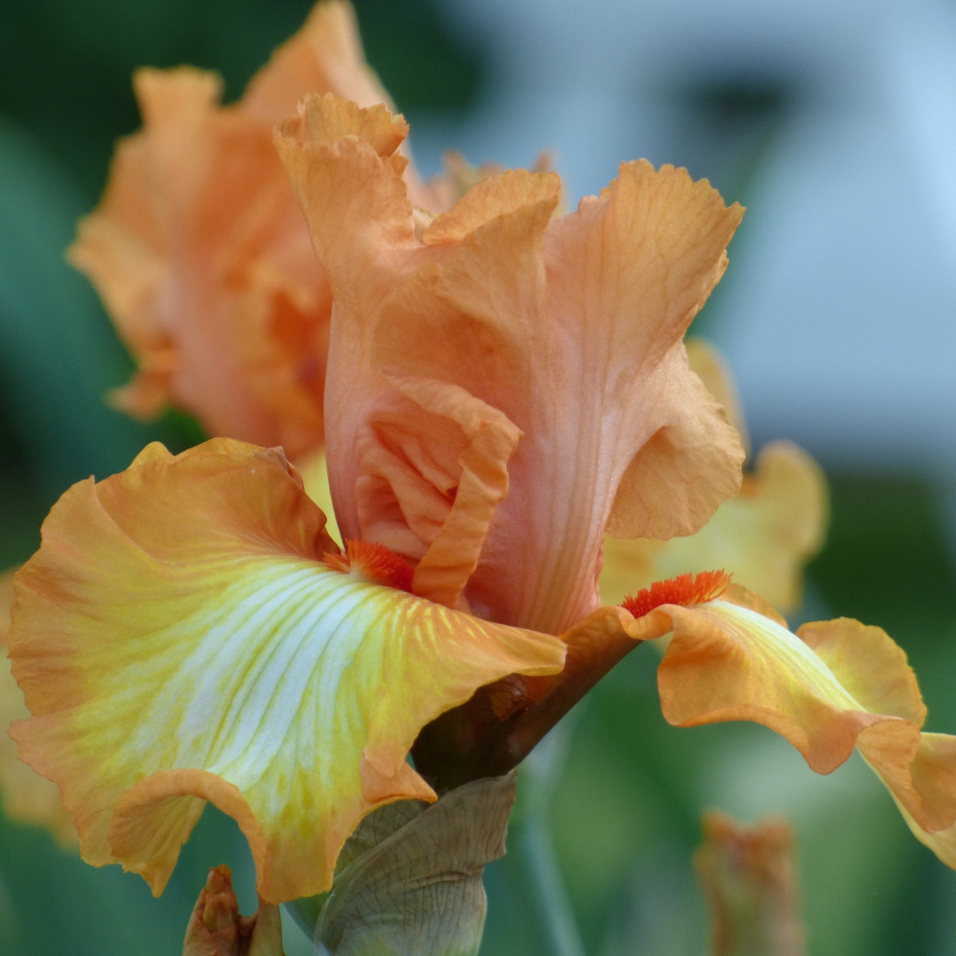 Orange Iris Bouquet