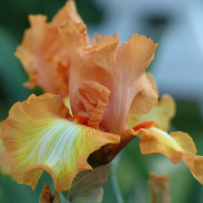 Orange Iris Bouquet