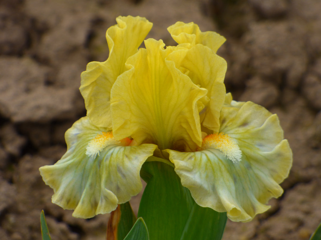 Greenland | Dwarf Bearded Iris – Schreiner's Gardens