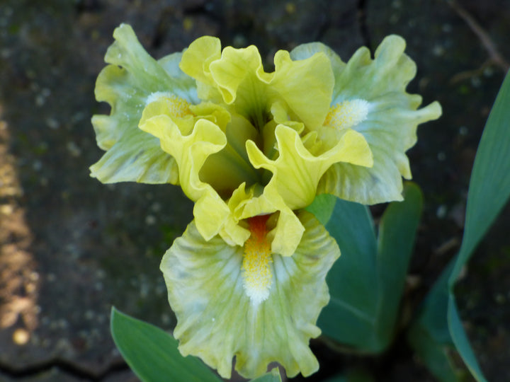 Greenland | Dwarf Bearded Iris – Schreiner's Gardens