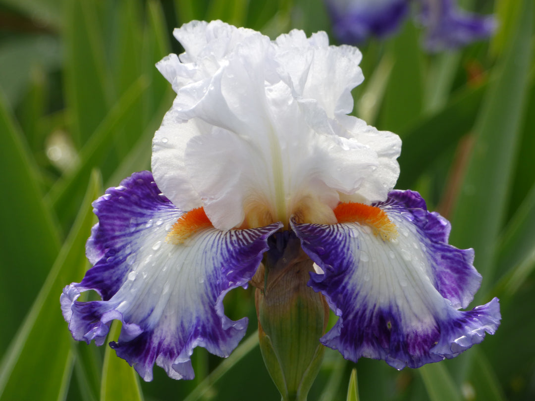 Gulfport | Tall Bearded Iris – Schreiner's Gardens
