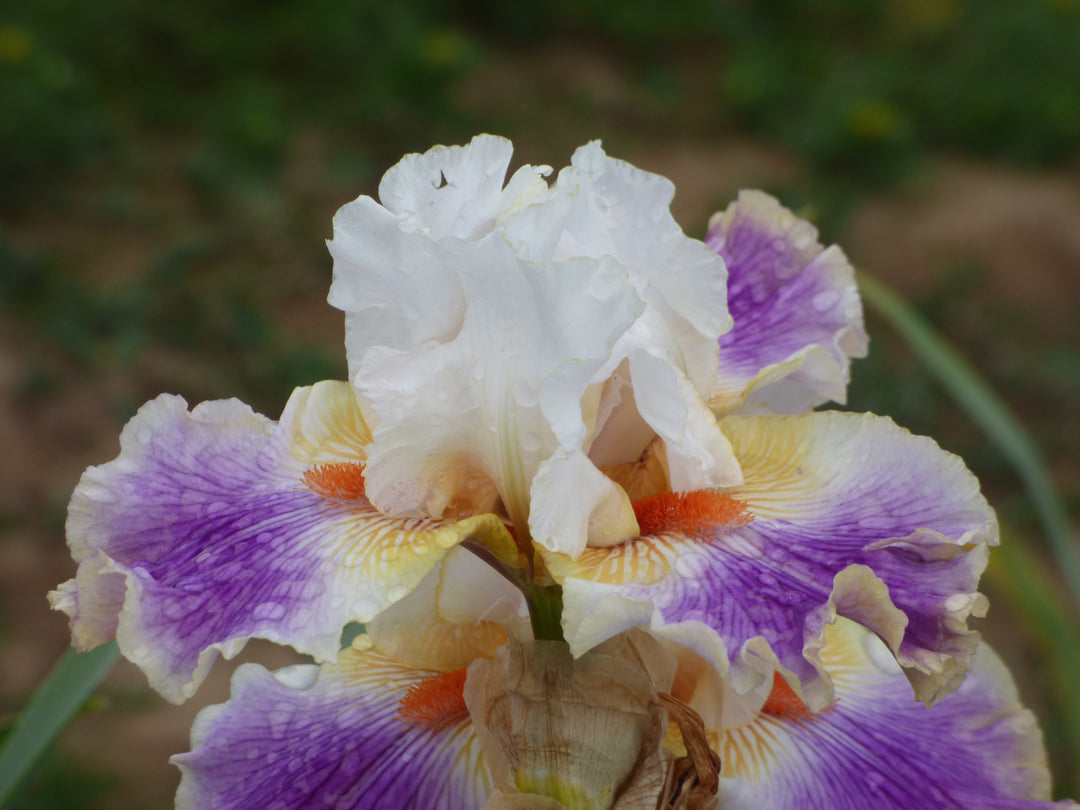 Having A Party – Schreiner's Gardens