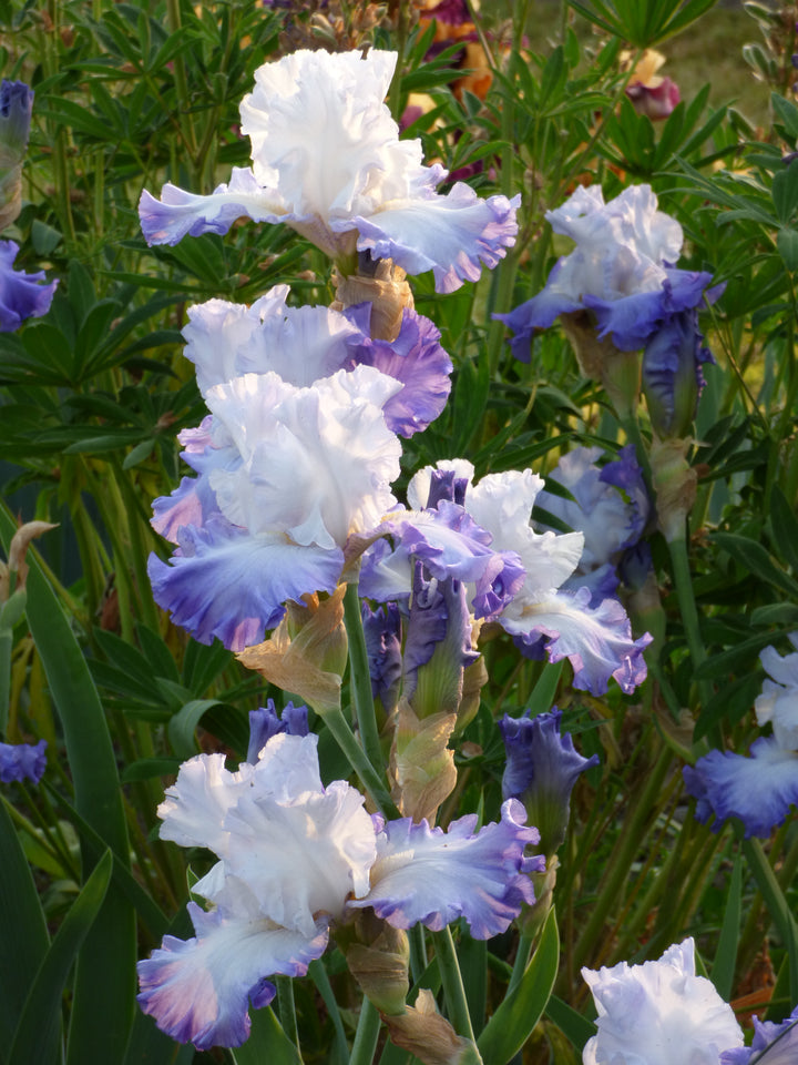 Heartstring Strummer | Tall Bearded Iris – Schreiner's Gardens