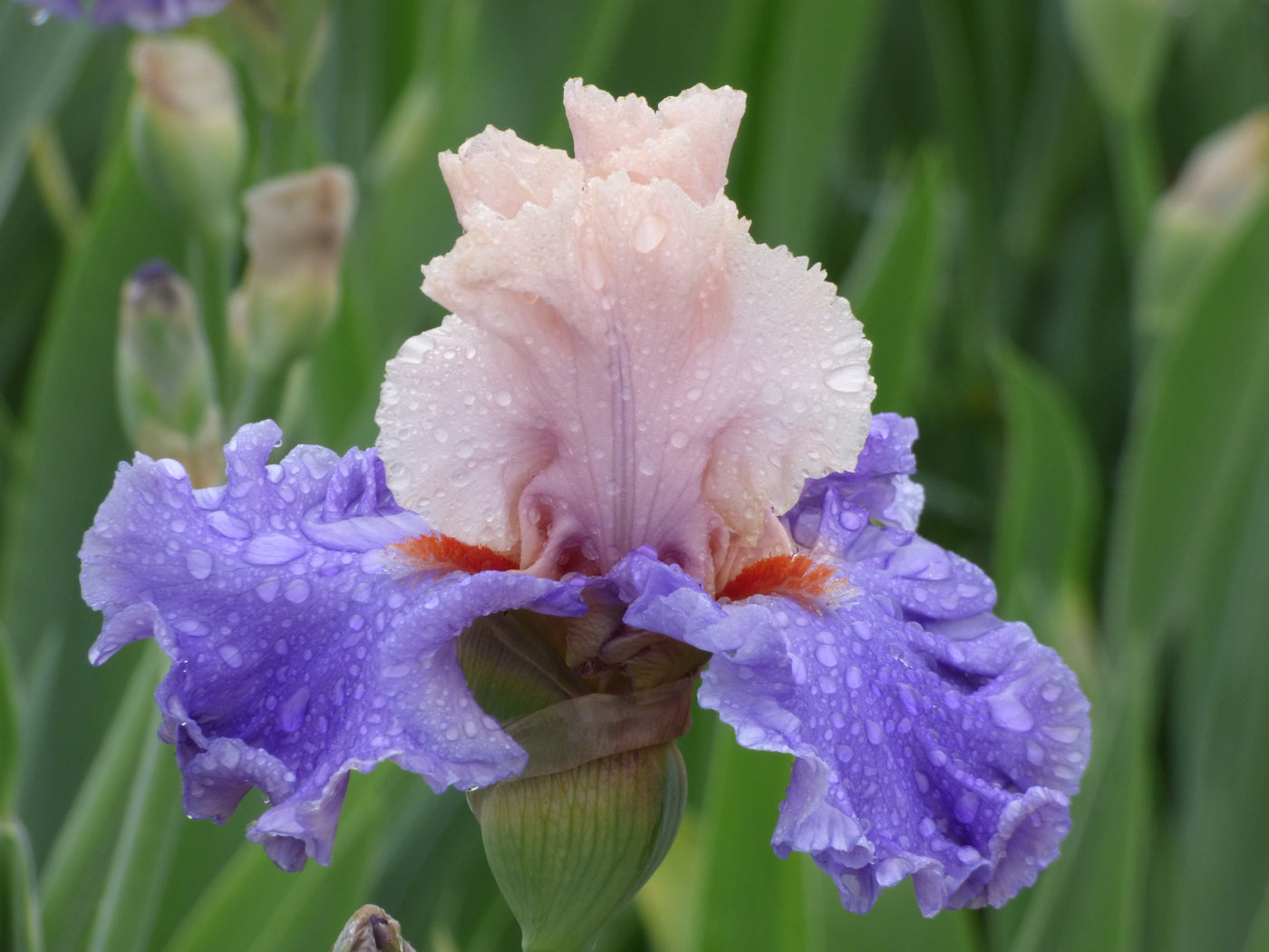 High Achiever – Schreiner's Gardens