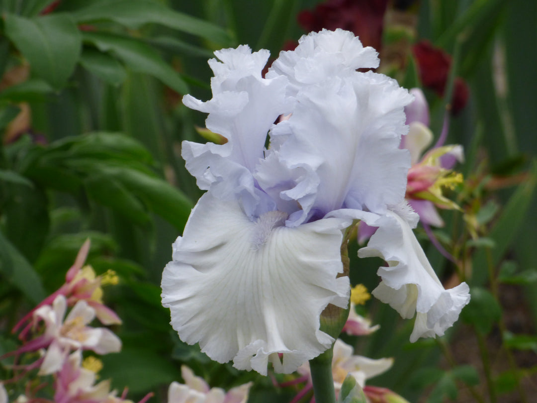 High Surf | Tall Bearded Iris – Schreiner's Gardens