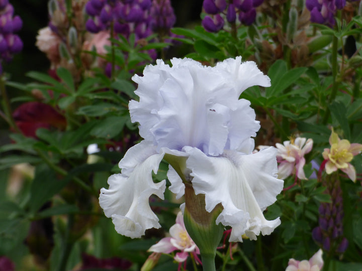 High Surf | Tall Bearded Iris – Schreiner's Gardens