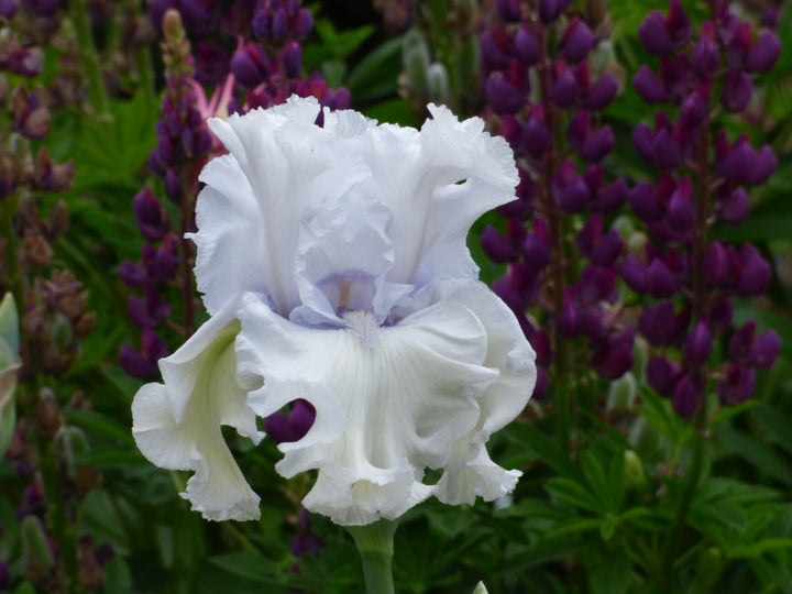 美品 希少カラーFLYSURFER RADICAL6 133x40cm High Surf | Tall Bearded Iris – Schreiner's Gardens