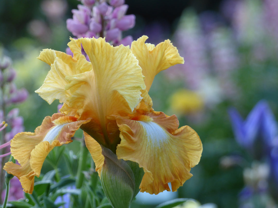 Honeycomb | Tall Bearded Iris – Schreiner's Gardens