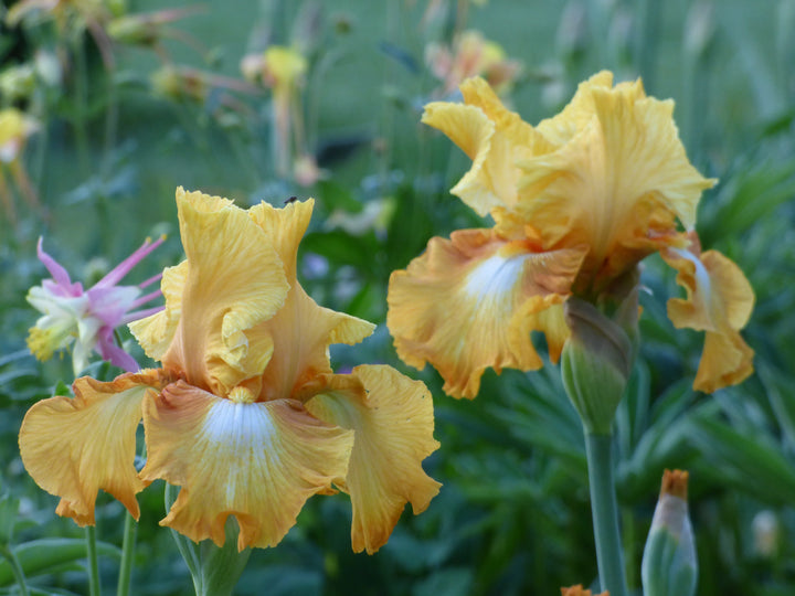 houseonthehill yellowflower ロンティ 80サイズ HONEYCOMB_720x.jpg?v=1766188706