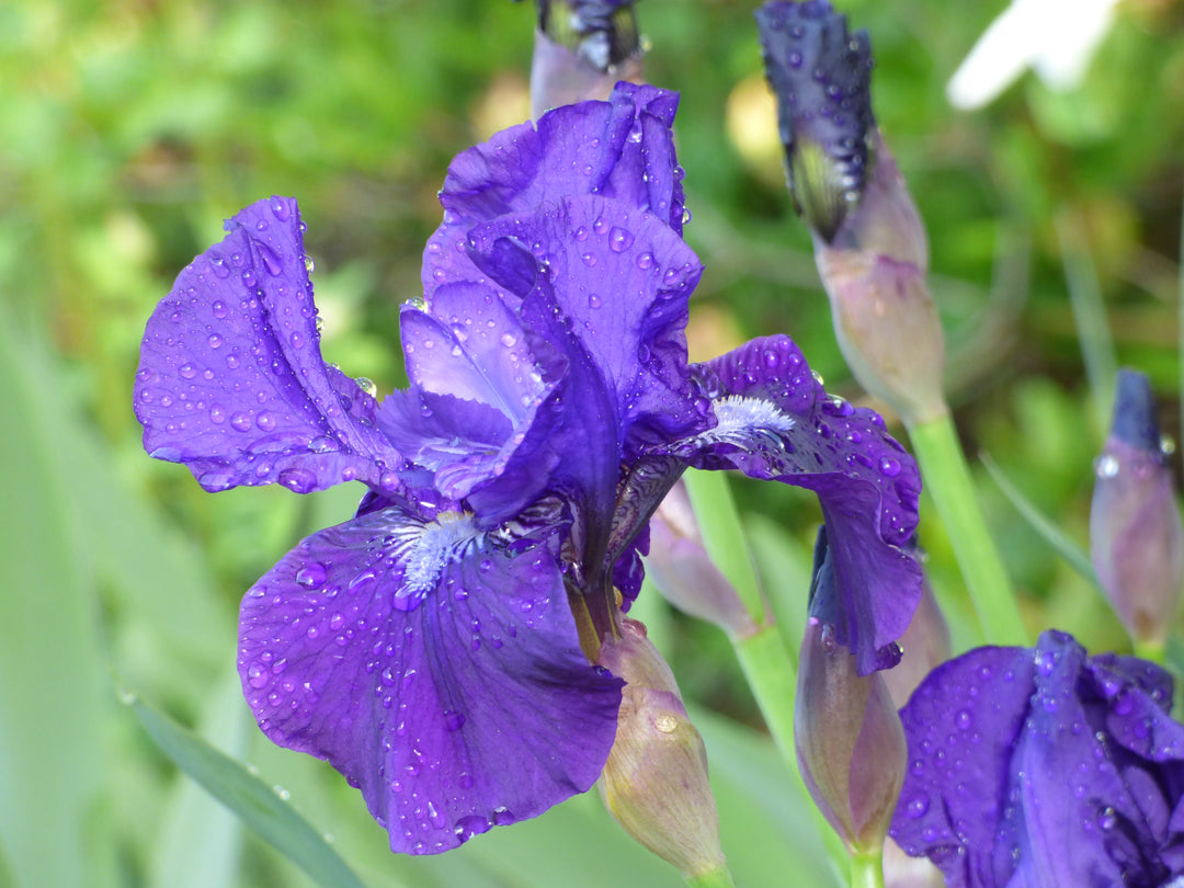 Halston | Intermediate Bearded Iris – Schreiner's Gardens
