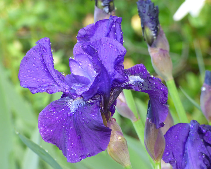 Halston | Intermediate Bearded Iris – Schreiner's Gardens