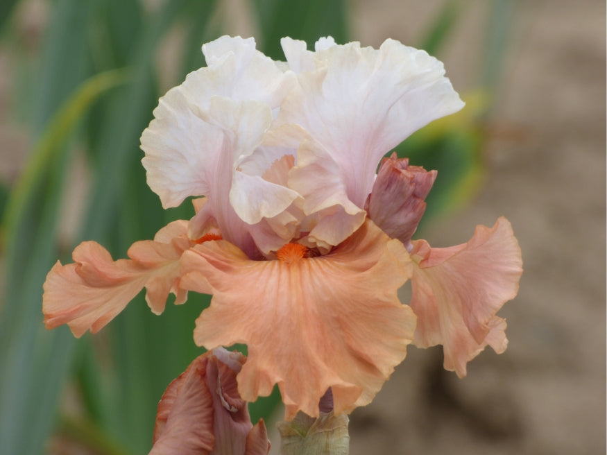 Handful Of Magic – Schreiner's Gardens