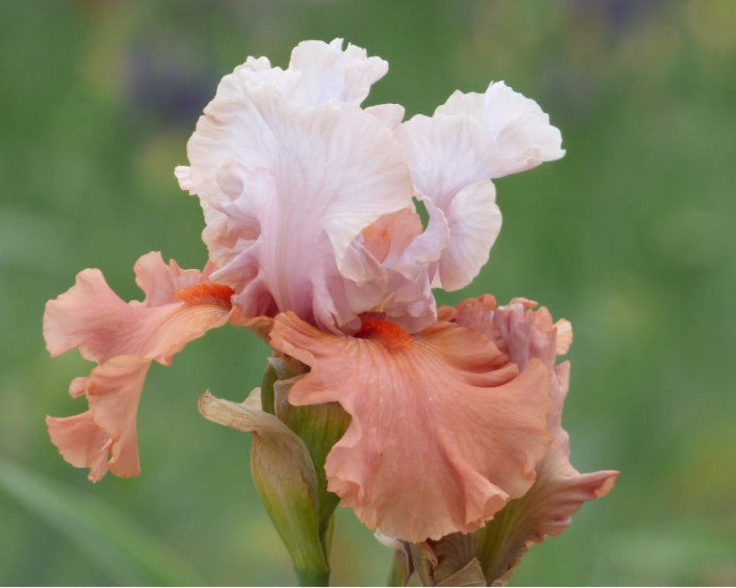Handful Of Magic – Schreiner's Gardens