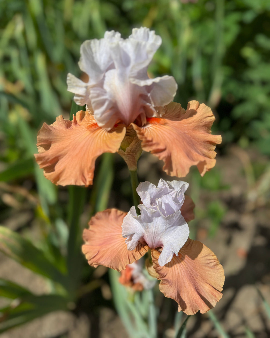 Handful Of Magic – Schreiner's Gardens