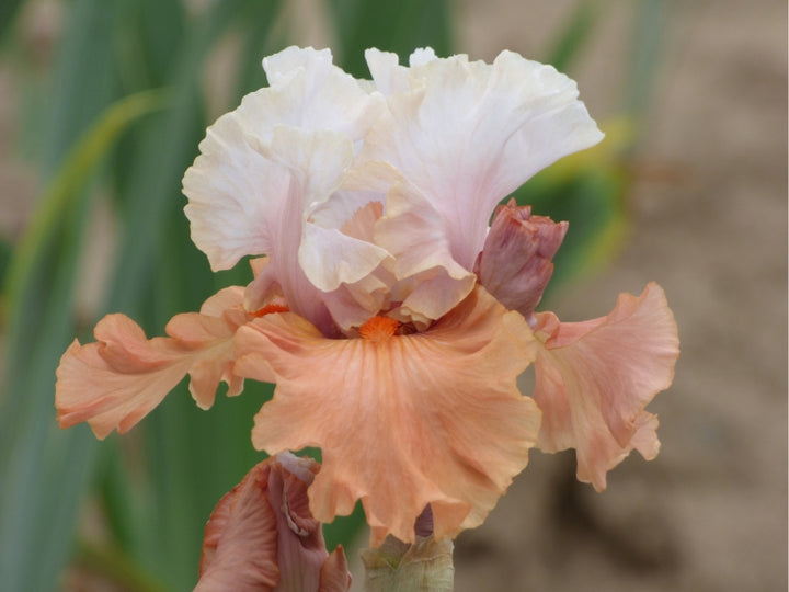 アイカツスターズ チャーミーフラワー Dame de Coeur | Tall Bearded Iris – Schreiner's Gardens