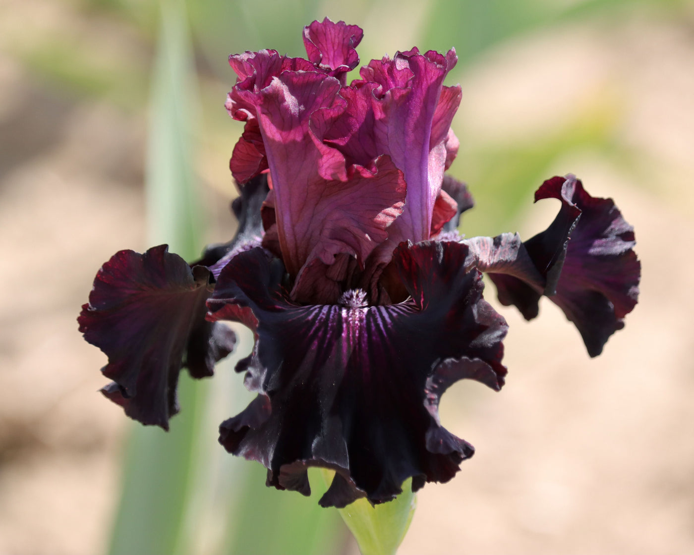 Handsome Devil – Schreiner's Gardens