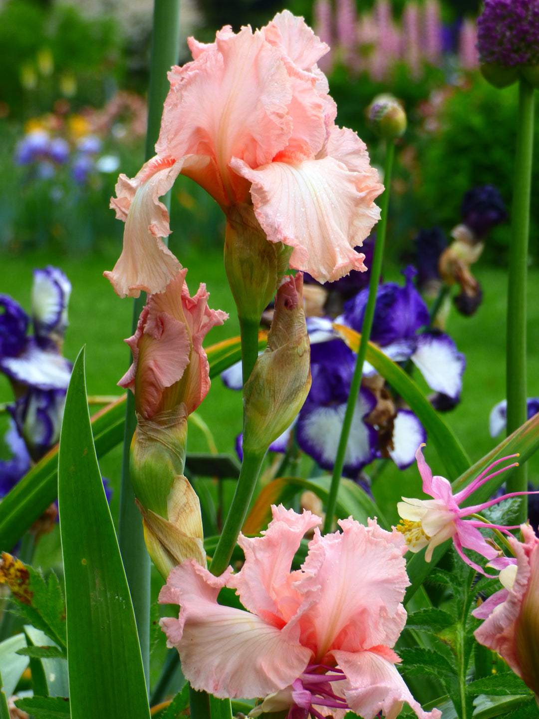 Happenstance | Tall Bearded Iris – Schreiner's Gardens