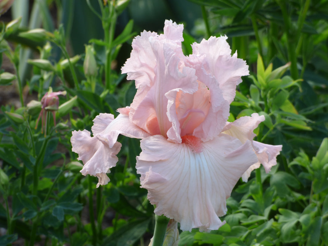 確認用　ハーフリース ✼✿ホワイト✕ピンク✼✿ ドライフラワー Happenstance | Tall Bearded Iris – Schreiner's Gardens