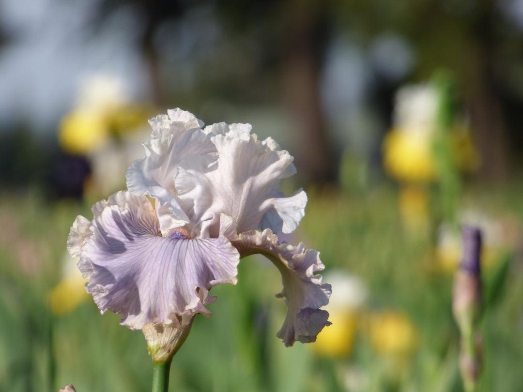 Haunted Heart | Tall Bearded Iris – Schreiner's Gardens