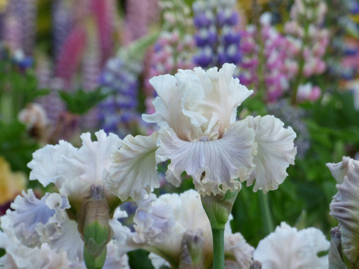 Haunted Heart | Tall Bearded Iris – Schreiner's Gardens