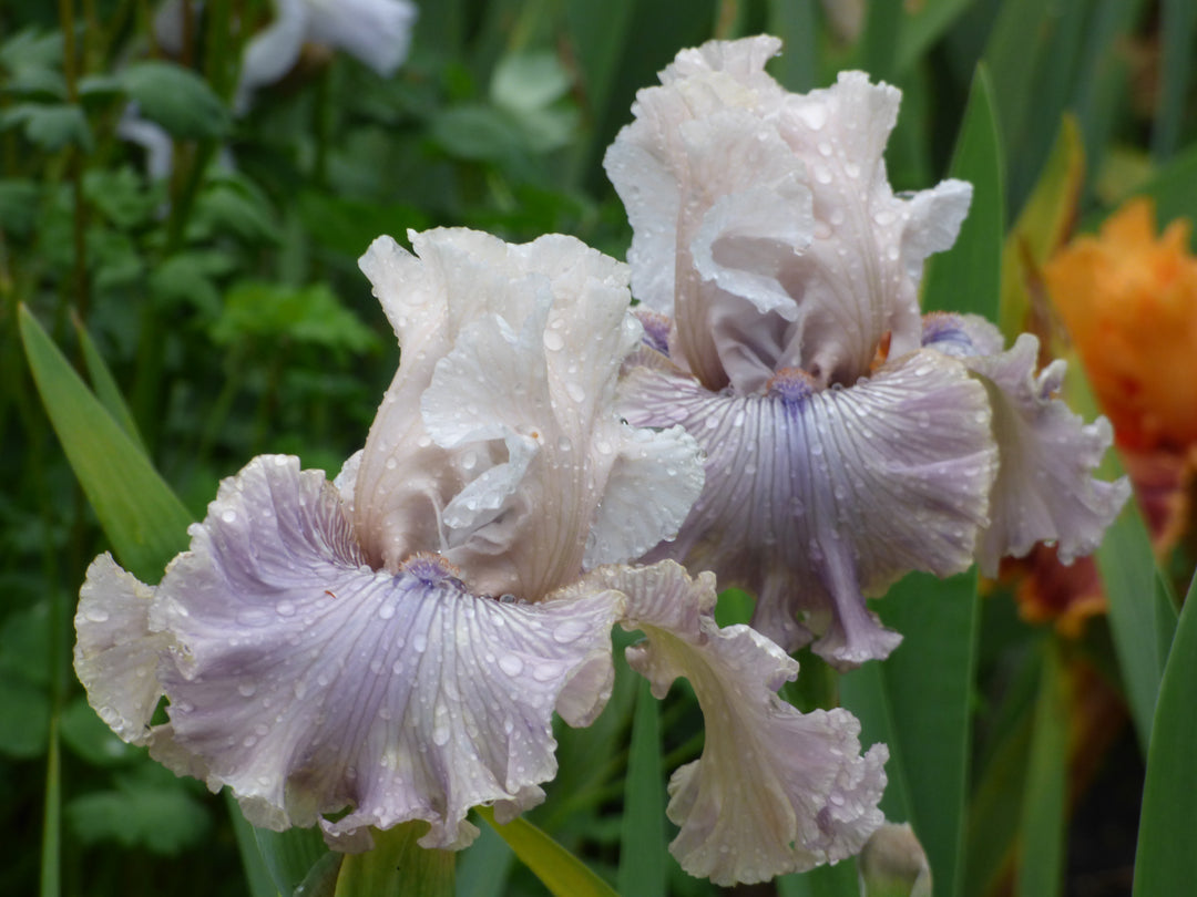 Haunted Heart | Tall Bearded Iris – Schreiner's Gardens