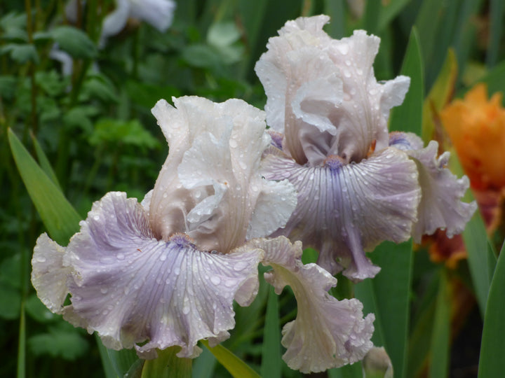 Haunted Heart | Tall Bearded Iris – Schreiner's Gardens