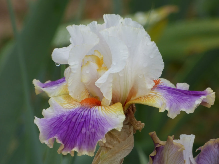 Having A Party – Schreiner's Gardens