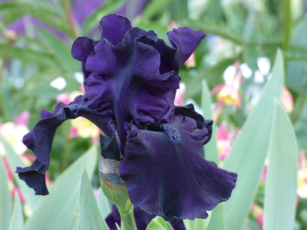 Bearded Iris | Bearded Iris – Page 12 – Schreiner's Gardens