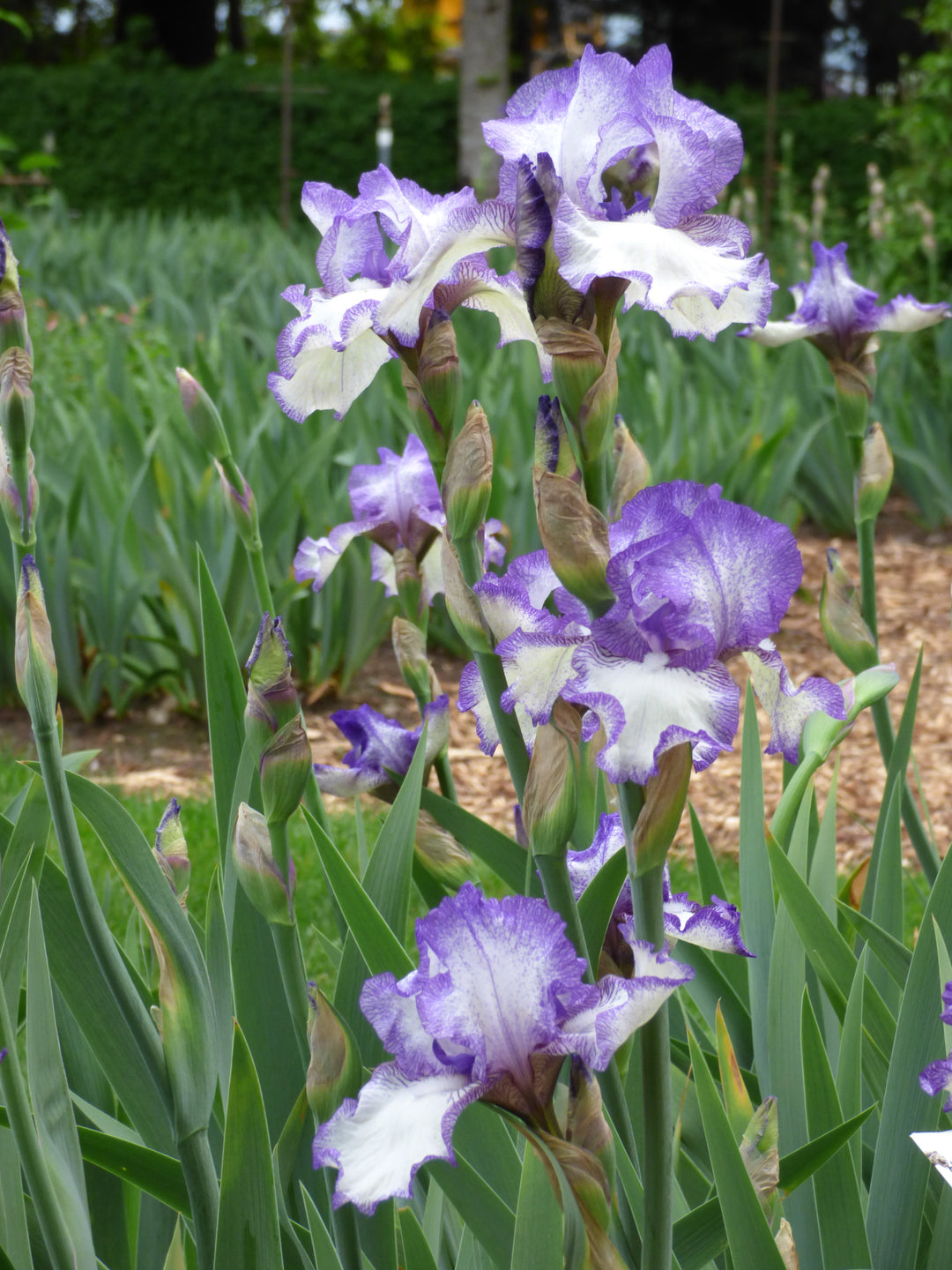 Hemstitched | Tall Bearded Iris – Schreiner's Gardens