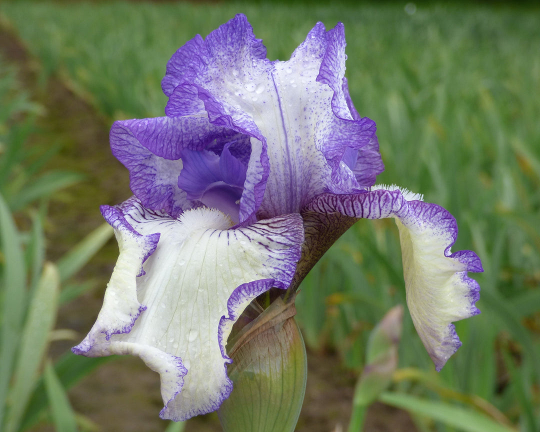 Hemstitched | Tall Bearded Iris – Schreiner's Gardens Hemstitched | Tall Bearded Iris – Schreiner's Gardens