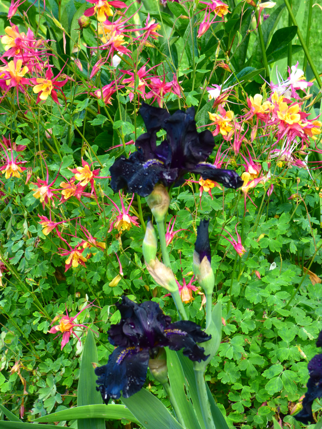 Here Comes The Night | Tall Bearded Iris – Schreiner's Gardens